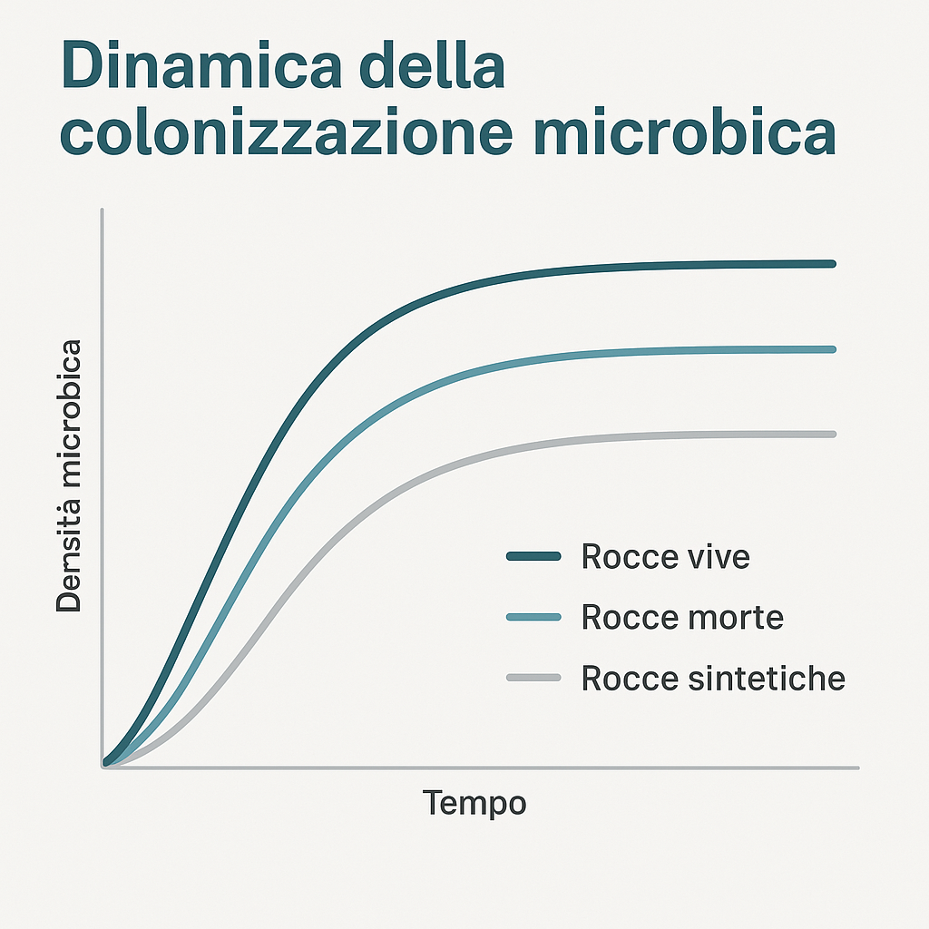 Dinamica-della-colonizzazione-microbica Live Rock, Dead Rock and Synthetic Rock in the Marine Aquarium