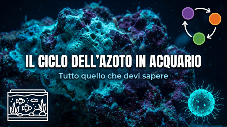 Il ciclo dell’azoto in acquario: tutto quello che devi sapere