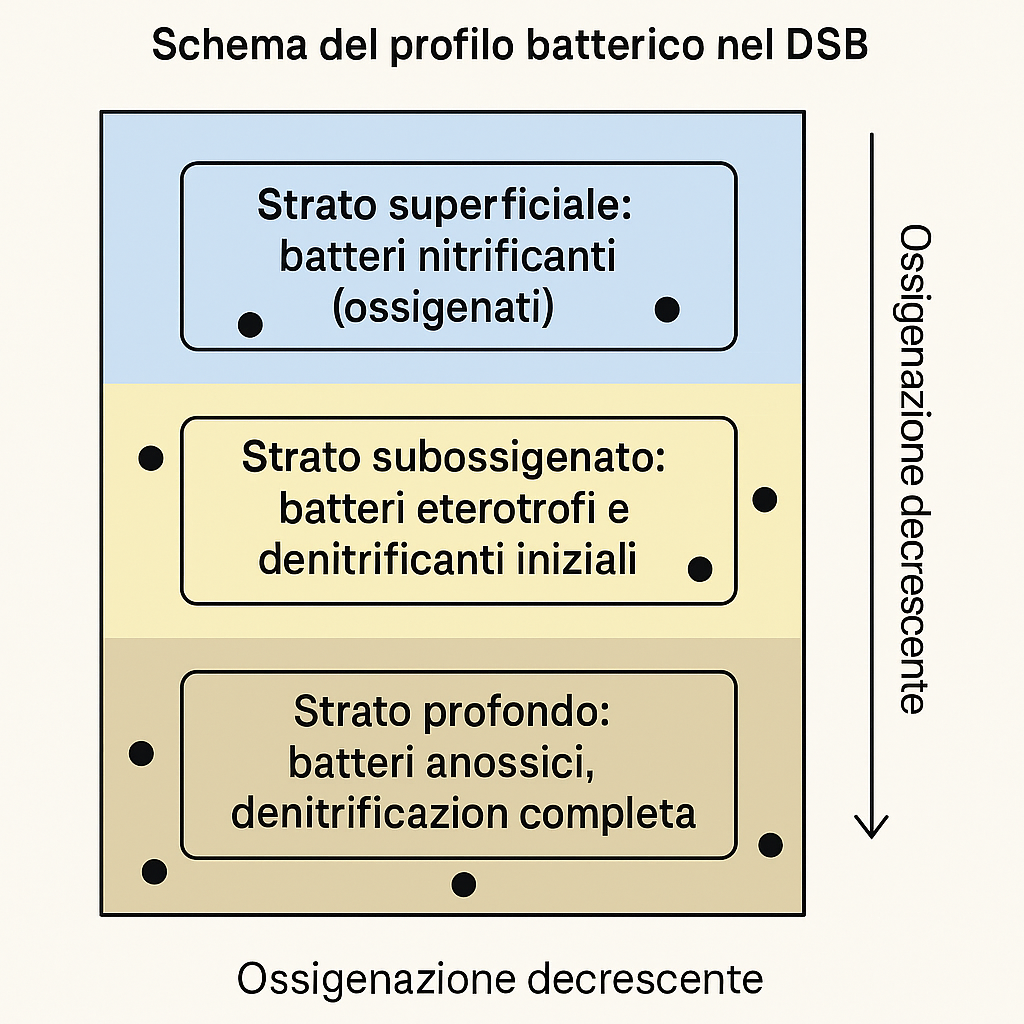 ossigenazione How to choose between the Berlin method, SSB and DSB for your marine aquarium