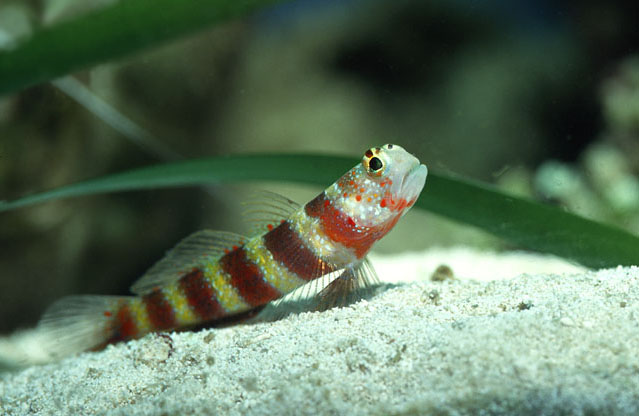 Amblyeleotris steinitzi