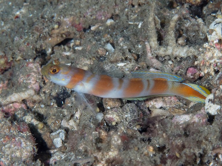Amblyeleotris yanoi