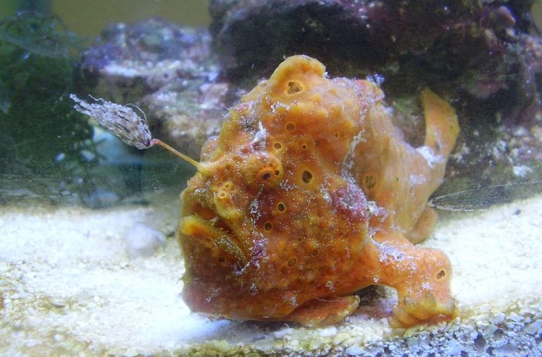Antennarius pictus
