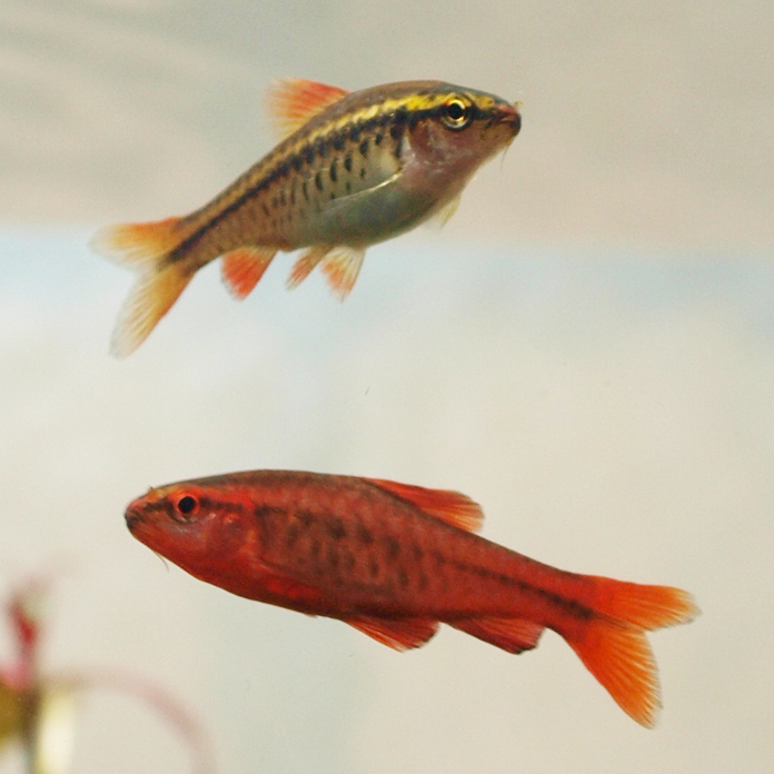 Barbus-titteya Barbus titteya, il gioiello rosso dello Sri Lanka: scheda tecnica