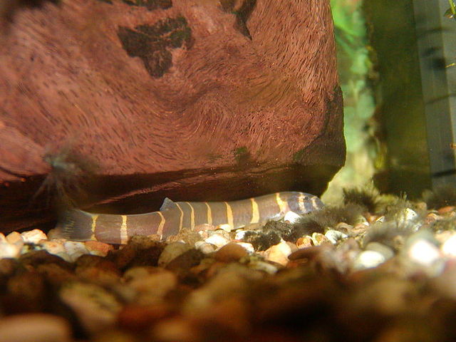pangio-kuhli_3 Acantophthalmus kuhli (pangio), il serpente delle acque dolci che conquista gli acquariofili: scheda tecnica