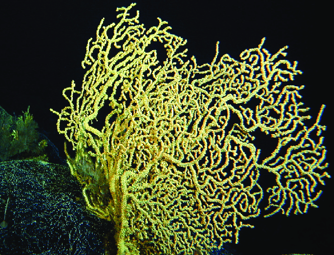 Kulamanamana-haumeaae-1 Hawaiian gold coral, the golden coral that defies time