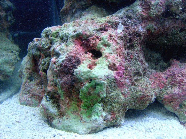 Spugne acquario marino
