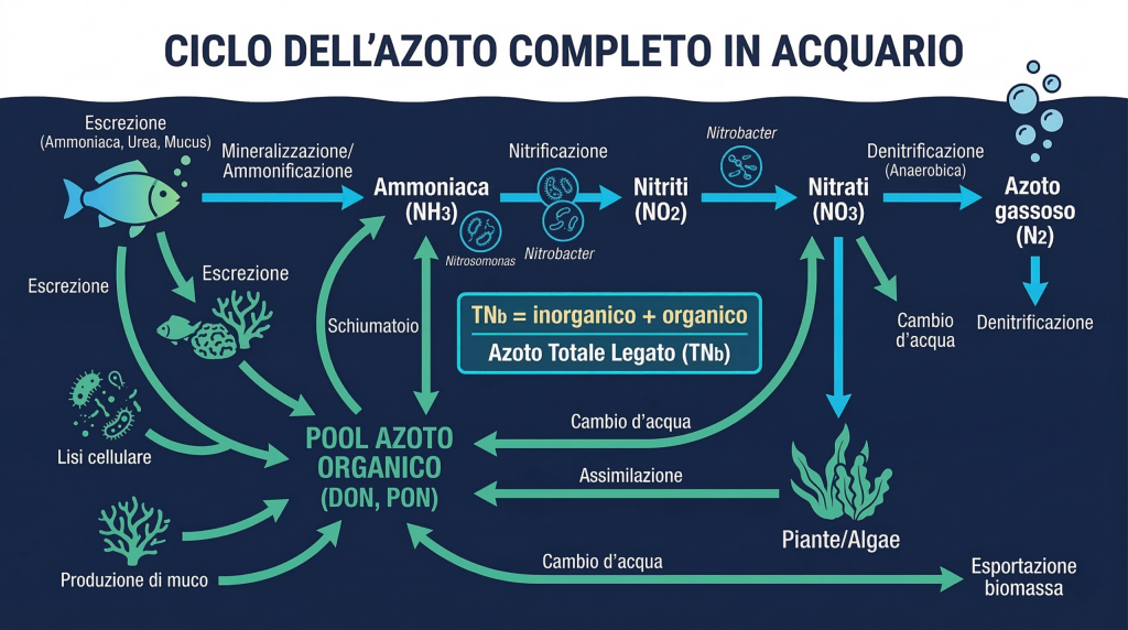 Schema-completo-del-ciclo-dellazoto-in-acquario-con-TNb-percorso-inorganico-e-pool-organico-DON-scaled-1-1024x572 TNb: dove finisce l'azoto che non misuri in acquario