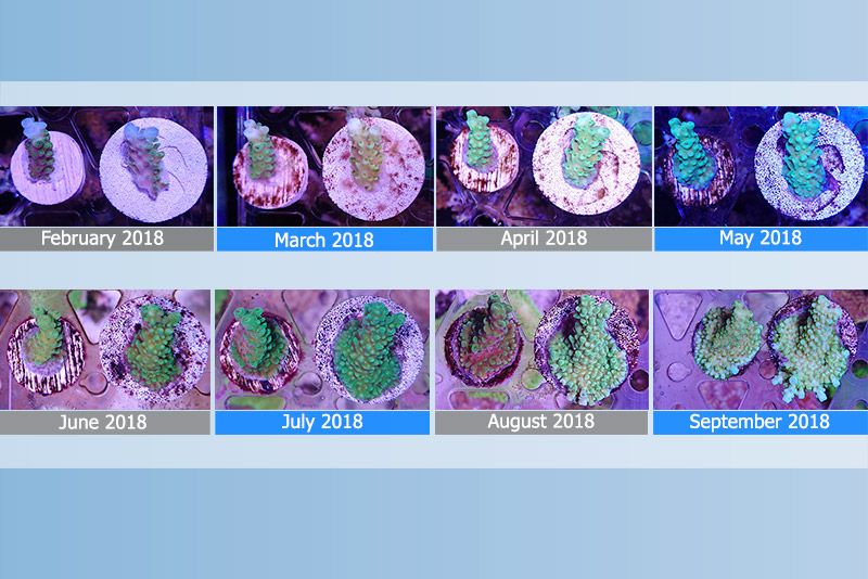 grafico-crescita-Acropora-pulchra-in-8-mesi Biomedia Maxspect: guida critica a tutta la gamma Nano-Tech tra marino, ibrido e acqua dolce