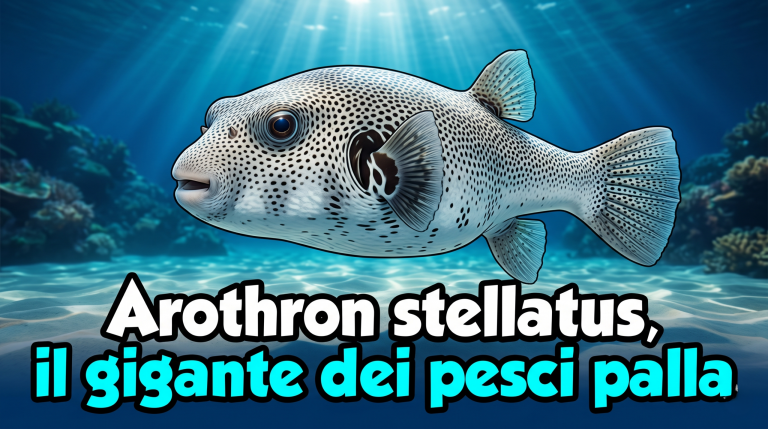 Pesce palla stellato Arothron stellatus che nuota su un fondale sabbioso di laguna