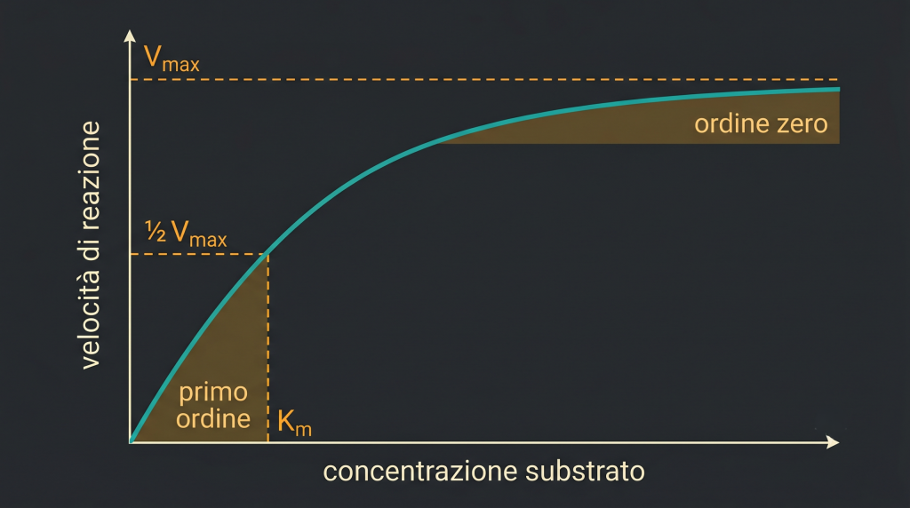 Curva-di-saturazione-di-Michaelis-Menten-con-Vmax-Km-e-i-regimi-di-primo-ordine-e-ordine-zero-scaled-1-1024x572 Il ciclo dell'azoto come cinetica enzimatica nel filtro biologico