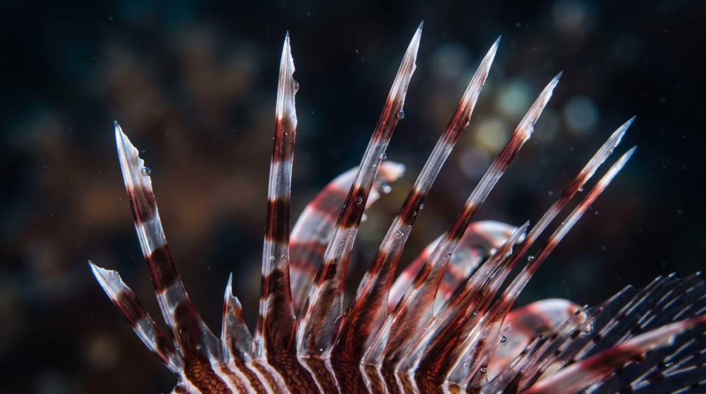 Dettaglio-macro-delle-spine-dorsali-velenose-del-pesce-leone-scaled-1-1024x572 Pesce leone, splendore e veleno dello Pterois volitans