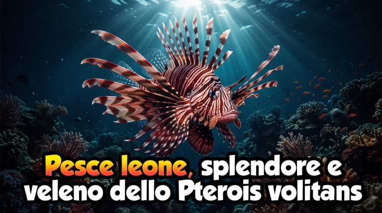 Pesce leone Pterois volitans con pinne distese e spine velenose su barriera scura