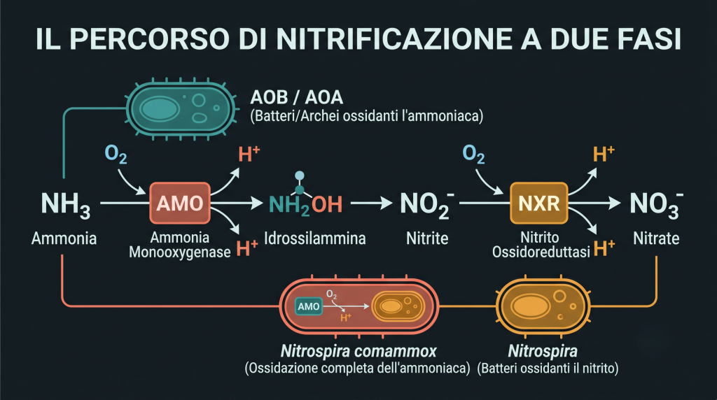 Schema-della-nitrificazione-a-due-passaggi-con-AMO-NXR-AOB-AOA-Nitrospira-e-comammox-scaled-1-1024x572 Il ciclo dell'azoto come cinetica enzimatica nel filtro biologico