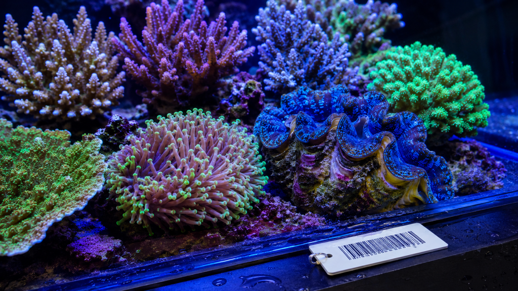 Coralli-duri-e-tridacna-in-acquario-con-etichetta-di-documentazione-1024x576 Importazione, commercio e detenzione delle specie acquariofile tra CITES, IUCN e legge italiana