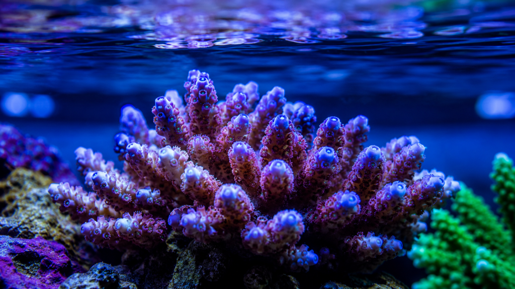 Corallo-duro-SPS-colorato-in-vasca-reef-specie-regolamentata-dalla-CITES-in-Allegato-B-1024x576 Truffe nell'acquariofilia online, come riconoscere un truffatore e non farti spennare