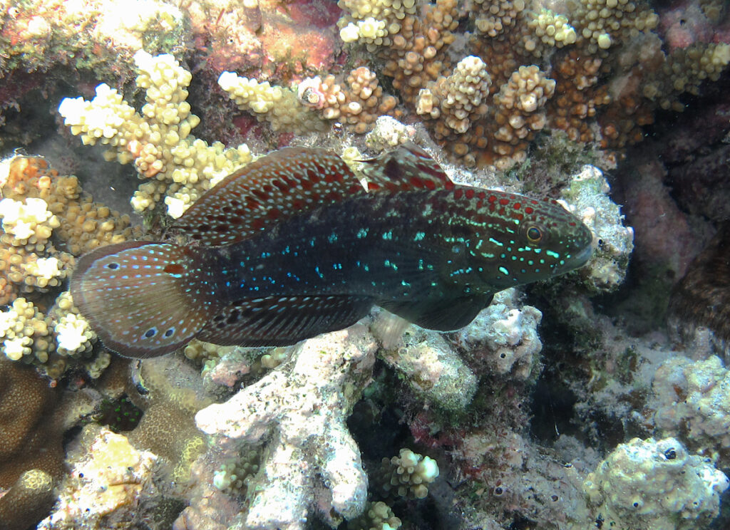 Amblygobius-phalaena_2-1024x744-1 Amblygobius phalaena: scheda tecnica