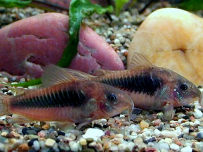 Corydoras-aeneus Corydoras aeneus, scheda tecnica