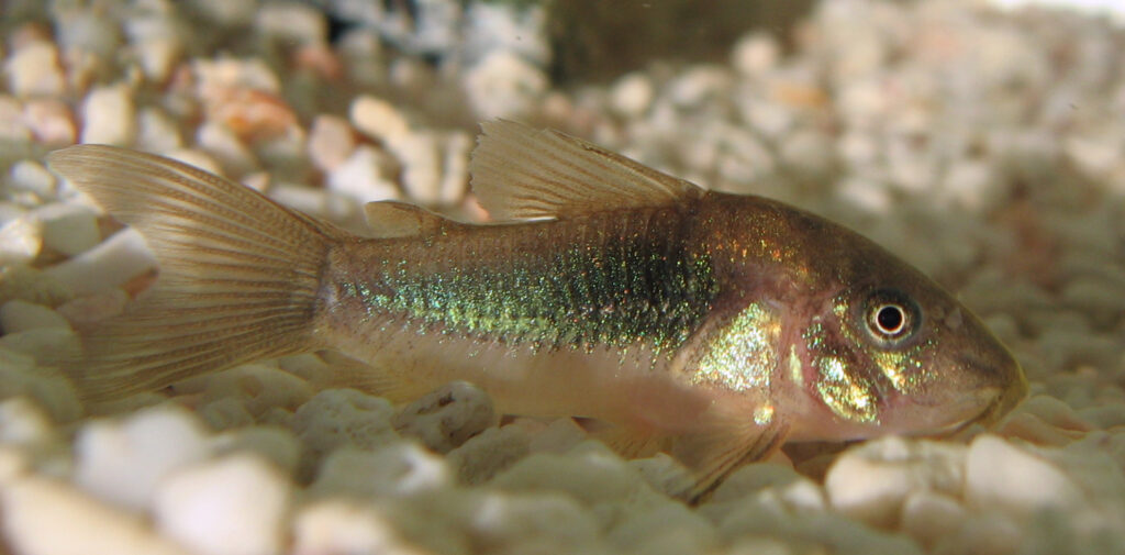 Corydoras-aeneus_1-1024x505-1 Corydoras aeneus, scheda tecnica