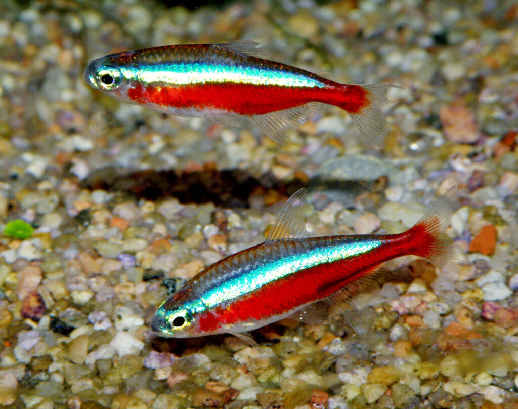 Paracheirodon-axelrodi-1024x808-1 Paracheirodon axelrodi, il gioiello rosso e blu dell’acquariofilia: scheda tecnica