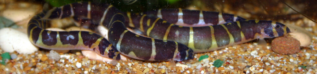 pangio-kuhli_2-1024x241-1 Acantophthalmus kuhli (pangio), il serpente delle acque dolci che conquista gli acquariofili: scheda tecnica