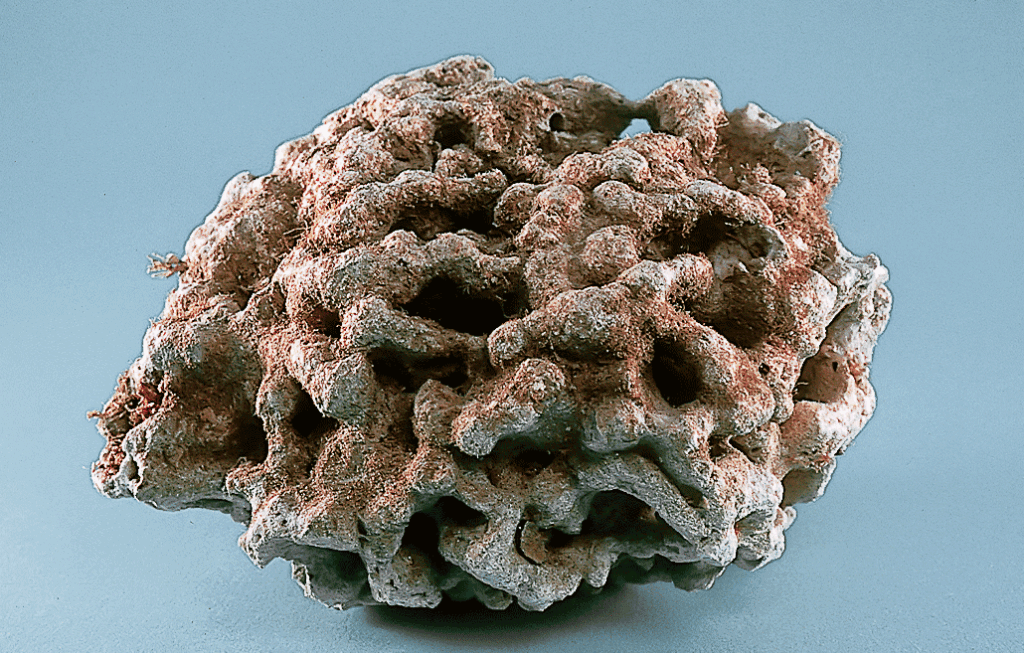 roccia-morta-secca-spurgata-1024x653-1 Live Rock, Dead Rock and Synthetic Rock in the Marine Aquarium