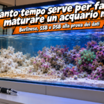 Acquario marino in maturazione con rocce secche chiare a sinistra e rocce vive incrostate di alghe coralline a destra