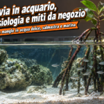 Mangrovia in acquario, giovane Rhizophora mangle con radici a trampolo in una vasca aperta con pesci argentati
